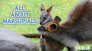 All About Marsupials [upl. by Ailee586]