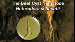 Beet Cyst Nematode Preview Clip [upl. by Ahsiener]