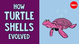 How turtle shells evolved twice  Judy Cebra Thomas [upl. by Nesyt868]