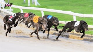 Greyhound running  Track race [upl. by Izzy976]