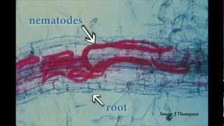 Understanding Root Lesion Nematodes [upl. by Kcirted347]