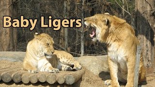 What Is a Liger  quotThe Largest Cat in the Worldquot [upl. by Eidnac]