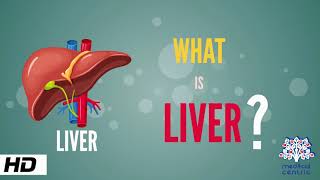 What is Liver Anatomy Parts and Function [upl. by Ernald243]