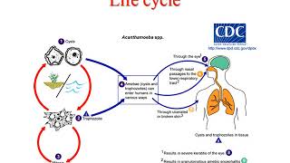 Pathogenic free living amoeba lecture [upl. by Esadnac]