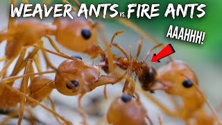 Ant War Weaver Ants vs Fire Ants [upl. by Naamann483]