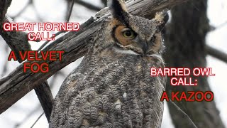 A Comparison of Great Horned and Barred Owls NARRATED [upl. by Okihcas386]