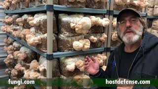 Paul Stamets Mycelium Makes Mushrooms Mushrooms Make Mycelium [upl. by Merle460]