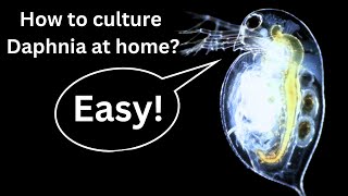 BEST Live Fish Food Beginner guide How to Culture Daphnia at home [upl. by Dorena588]