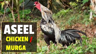 Aseel Chicken  Asil Chicken  Aseel Murga [upl. by Eardnoed]