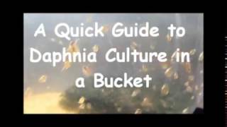 How to culture daphnia outside [upl. by Lonier]