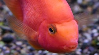 Understanding the Parrot Cichlid [upl. by Ballou]