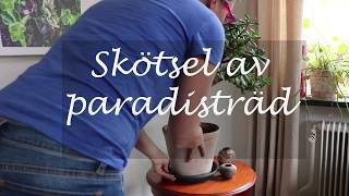 Skötsel av paradisträd [upl. by Rentschler]