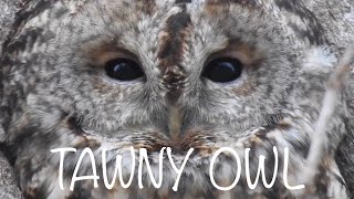 Tawny Owl Call Three different calls [upl. by Azral]