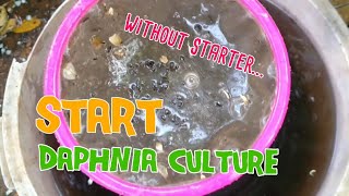 How to culture daphnia moina the easy way 1  Starting the Daphnia culture [upl. by Asirahc]