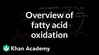 Overview of Fatty Acid Oxidation [upl. by Skrap]