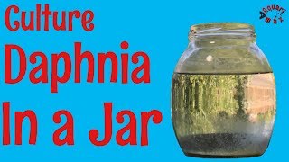 How to Culture Daphnia in a Jar [upl. by Sisxela]