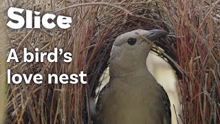 Impressive NestBuilding Skills of the Great Bowerbird  SLICE [upl. by Rotow819]