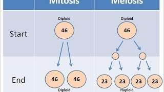 Mitosis vs Meiosis [upl. by Sarkaria]