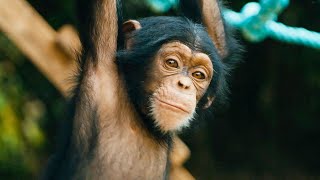 Baby Chimps Learn How To Climb  BBC Earth [upl. by Partan325]