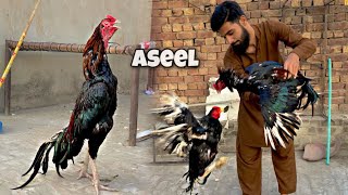 New Aseel murga aa gya 😱 [upl. by Patric41]