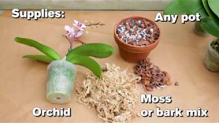 How to Repot an Orchid [upl. by Anoirb]