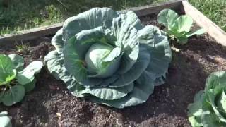 When to harvest cabbage [upl. by Bechler]