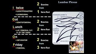 Lumbar Plexus  Everything You Need To Know  Dr Nabil Ebraheim [upl. by Adnilem]