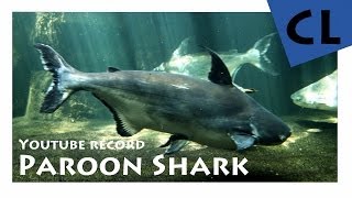 HD Paroon Shark  Haiwels  Pangasius sanitwongsei [upl. by Lubet]