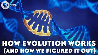 How Evolution Works And How We Figured It Out [upl. by Llenet935]