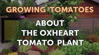 About the Oxheart Tomato Plant [upl. by Nosduj]