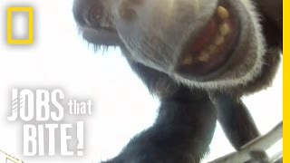 When Chimps Attack  Jobs That Bite [upl. by Ater]