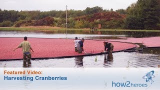 Harvesting Cranberries  Farm Tour [upl. by Conrad]