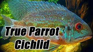 True Parrot Cichlid  Care Guide amp Species Profile [upl. by Weyermann]