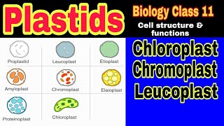 Plastids Types Structure and Functions  Ibad Biology [upl. by Minerva]