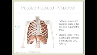 Action of Breathing — Part 1 Mechanisms [upl. by Nauqad307]