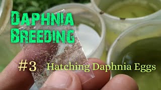 Daphnia Culture made simple and easy 3  Hatching Daphnia eggs [upl. by Annovaj]