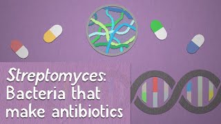 Streptomyces Bacteria that make antibiotics [upl. by Leirum]