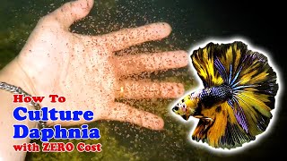 How to Culture Daphnia with ZERO Cost  Unlimited Live Food For Our Fish [upl. by Siclari]