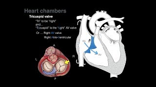 Overview of Heart Anatomy Tutorial [upl. by Nannah]