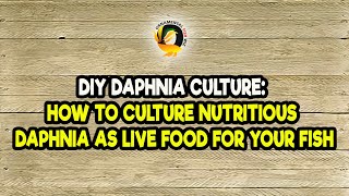 DIY Daphnia Culture How to Culture Nutritious Daphnia as Live Food for Your Fish [upl. by Creedon708]