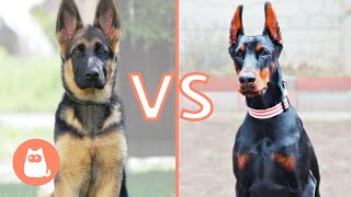 Pastore Tedesco VS Dobermann 🐶⚡ Quale scegliere [upl. by Votaw]