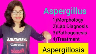 Aspergillosis Aspergillus Morphology Lab Diagnosis amp Pathogenesis amp Treatment [upl. by Tterrej]