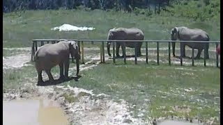 LIVE Elephant Sanctuary in Tennessee  The Dodo LIVE [upl. by Oirevlis]