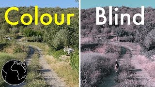 How Color Blindness Works [upl. by Nwahsear]