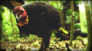 And The Mammals Laid Eggs Full Documentary [upl. by Ycrep]