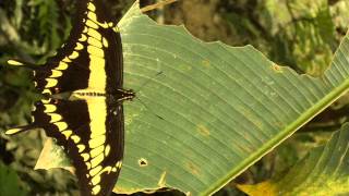 Mariposario San Luis [upl. by Ellocin861]