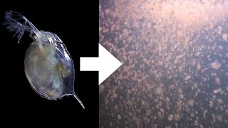 How I Culture Daphnia [upl. by Griffin237]