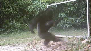 Chimps Attacks Mirror Reflections [upl. by Nies]