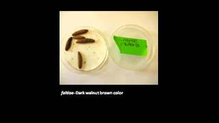 MSU OPM How to Rear Nematodes for Biocontrol [upl. by Moreta]