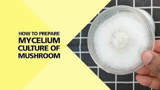 How to Prepare Mycelium Culture of Mushroom Part 24 [upl. by Anerrol787]